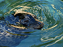 RI State Mrine Mammal: Harbor Seal