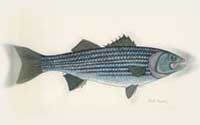 RI State Fish: Striped Bass