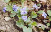 RI State Flower: Violet